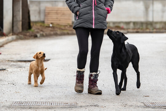 Dog owner walking her two dogs labrador retrievers on the road