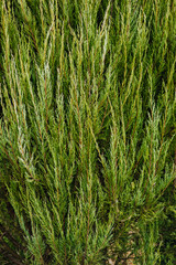 Background, texture of a green, evergreen juniper bush. Photography, nature.
