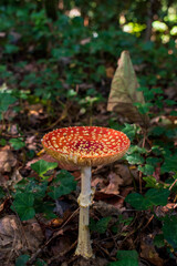red mushroom in the forest