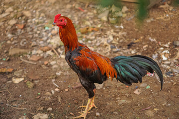 rooster in the garden