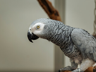 Full body portrait of a gray parrot sitting on a branch