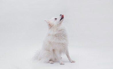 Portrait of a charming, white Pomeranian dog on a white background. Make room for the text. Wide-angle horizontal wallpaper or web banner.