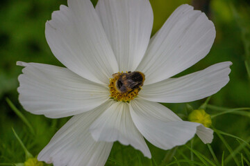 bee on a flower