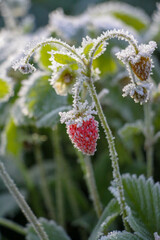 berries in snow