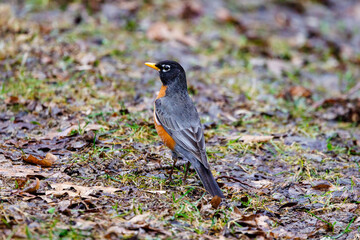 American robin (Turdus migratorius)on the ground during early spring in Wisconsin. Selective focus, background blur and foreground blur.

