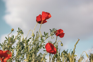 Obraz premium A lot of fresh red poppies blooming in a spring meadow against blue sky. Natural springtime landscape. Wild flowers blossom on a wind. Beautiful floral wallpaper. Summer flower blooming low angle view