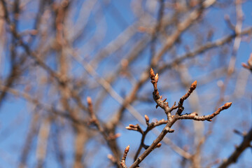 A branch of a pear tree with buds in the 