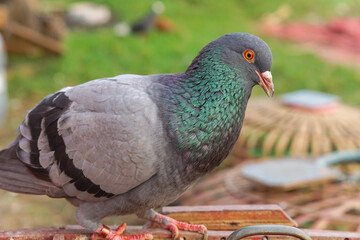 Side view of a rock pigeon in a wooden cage