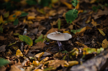 Gray row mushroom in the autumn forest