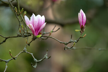 Blooming magnolia tree in the old spring park