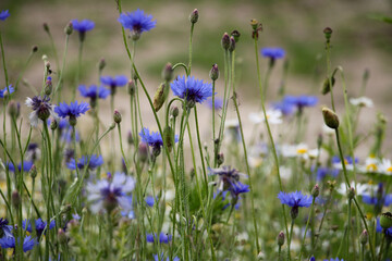 flowers in the field
