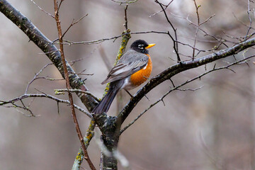 American robin (Turdus migratorius) perched on a tree limb during early spring in Wisconsin. Selective focus, background blur and foreground blur.
