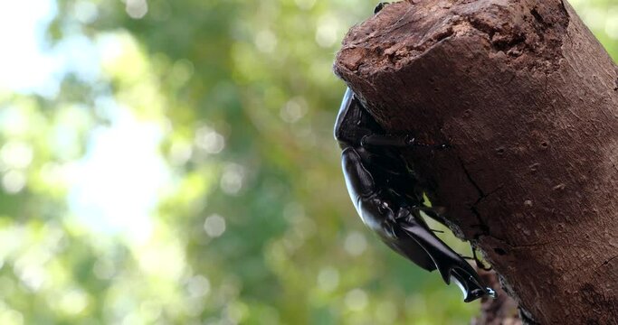 オオクワガタが木の上で動く4K動画
