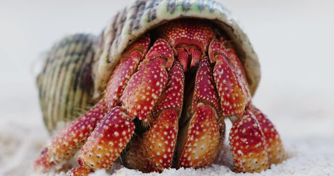 Ultra close-up.Red hermit crab coming out its shell. Turns and walks away
