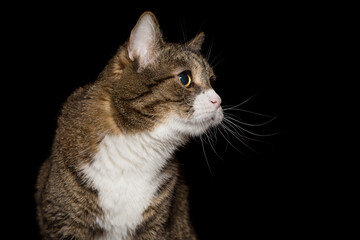 Portrait of a gray and striped cat, side view