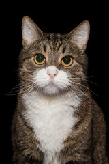 Portrait of a gray and striped cat