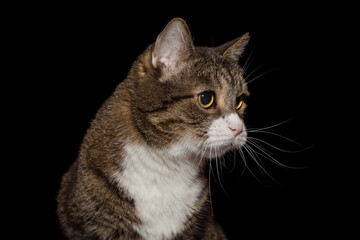 Portrait of a gray cat in profile