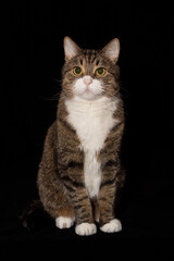 Portrait of a large gray cat