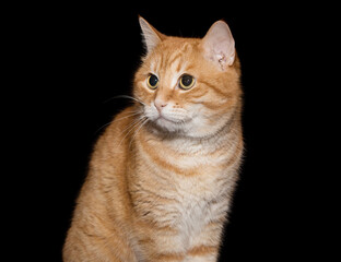 Portrait of an adult, red cat