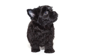 Small black Yorkshire Terrier puppy