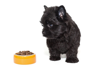 Small black Yorkshire Terrier puppy and a bowl of food