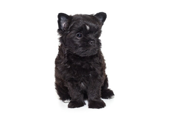 Small black Yorkshire Terrier puppy