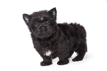 Obraz premium Small black Yorkshire Terrier puppy, side view