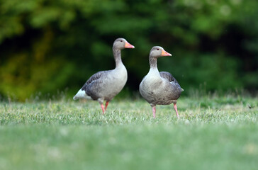 Greylag in the meadow on a sunny afternoon.