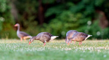 Greylag in the meadow on a sunny afternoon.