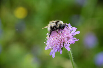 bee on a flower