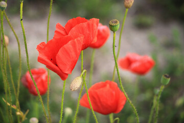 Naklejka premium red poppy flower