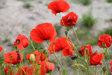 Fototapeta premium red poppy field