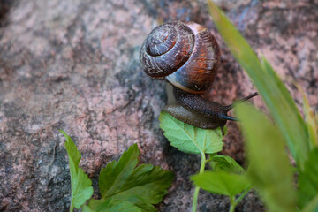 snail on a leaf