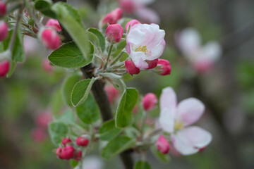 pink and white flowers