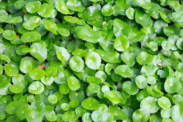 Fototapeta na wymiar Fresh green centella asiatica leaves