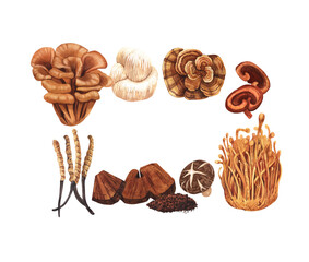 Watercolor medicinal mushroom frame, adaptogenic plant. Hand-drawn illustration isolated on white background. Perfect concept for healthy chinese medicine popular superfood, design packing.