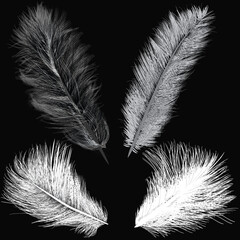 four fluffy white silhouettes of feathers isolated on black