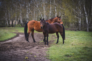 Horses in Slovak nature.