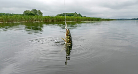 Caught pike fish in water. Pike fishing background