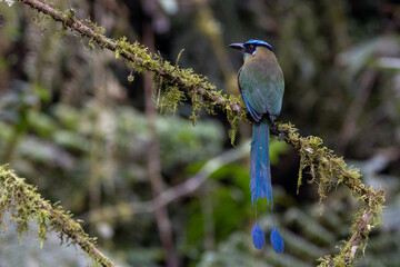 Barranquero Andino / Andean Motmot / Momotus aequatorialis