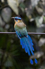 Barranquero Andino / Andean Motmot / Momotus aequatorialis
