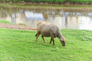 Portrait of Indonesian buffalo looking for food in the meadow by the river