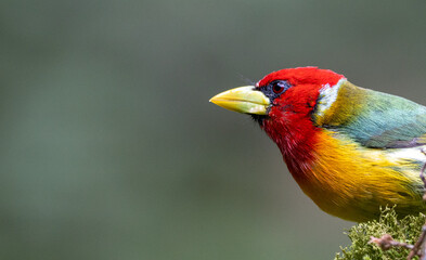 This photograph showcases an Eubucco bourcierii, a small-sized bird species with green and red plumage. The image perfectly captures its distinctive beak and the brightness of its colors.
