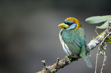 Torito Cabecirrojo - Eubucco Bourcierii - Red-headed Barbet