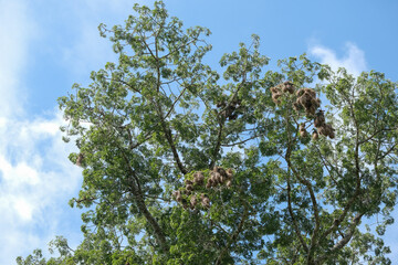 Lots of birds nest at low shot angle tree with cloudy sky background. Selective close. Open space area. 