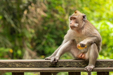 The crab-eating macaque (Macaca fascicularis), also known as the long-tailed macaque and referred to as the cynomolgus monkey in laboratories