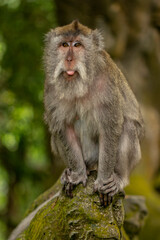 The crab-eating macaque (Macaca fascicularis), also known as the long-tailed macaque and referred to as the cynomolgus monkey in laboratories