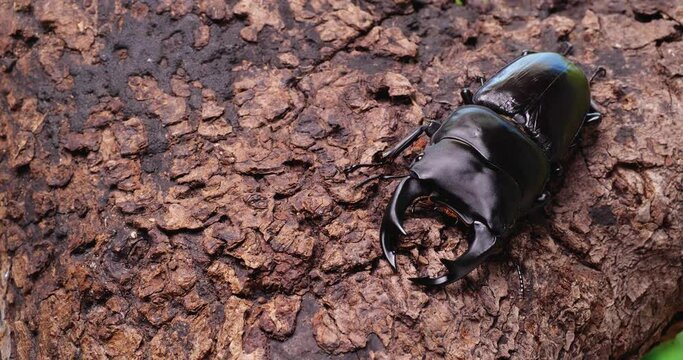 オオクワガタが木の上で動く4K動画