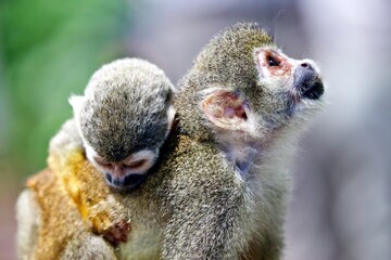 Totenkopfäffchen im Regenwald