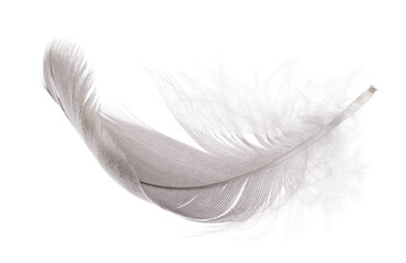 detailed goose grey feather on white